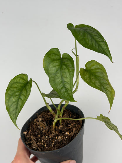 Monstera Siltepecana | Sandra Tropical Corner