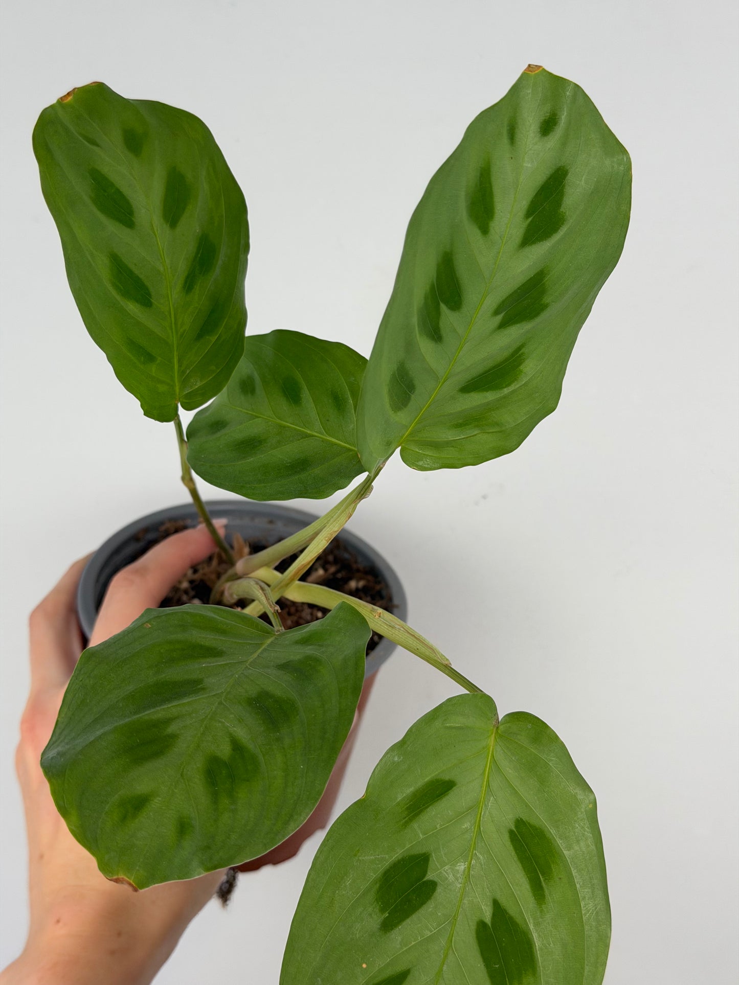 Maranta Kerchoveana | Mara Tropical Corner