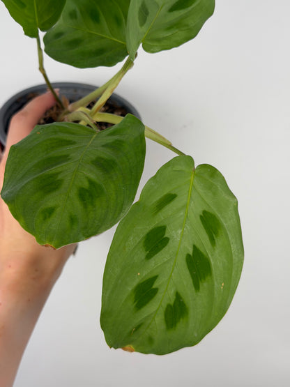Maranta Kerchoveana | Mara Tropical Corner