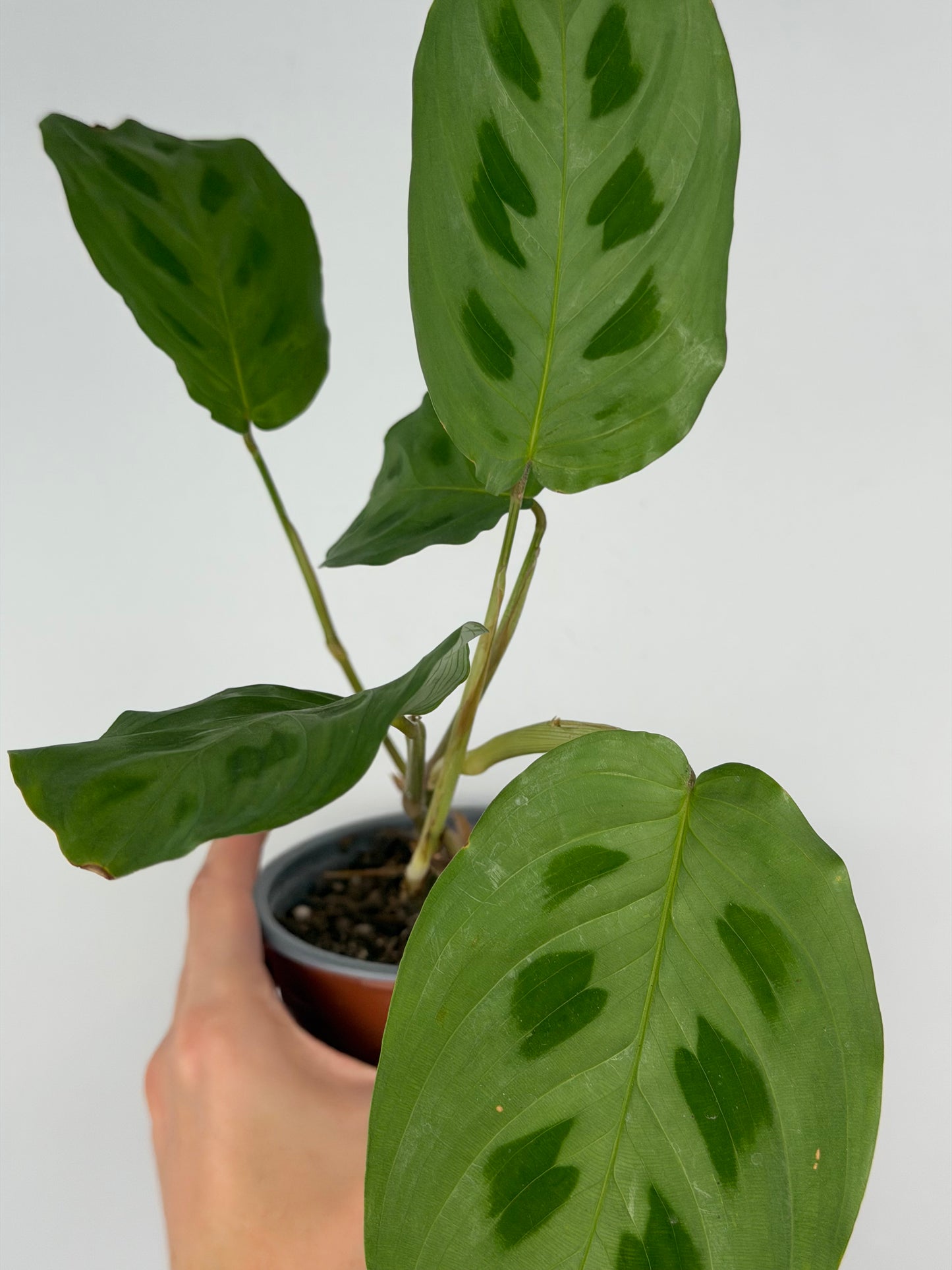 Maranta Kerchoveana | Mara Tropical Corner