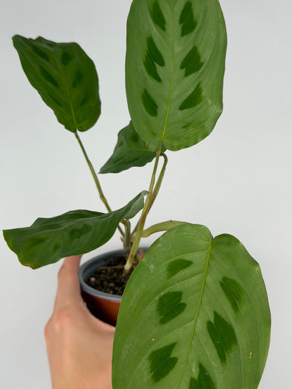 Maranta Kerchoveana | Mara Tropical Corner