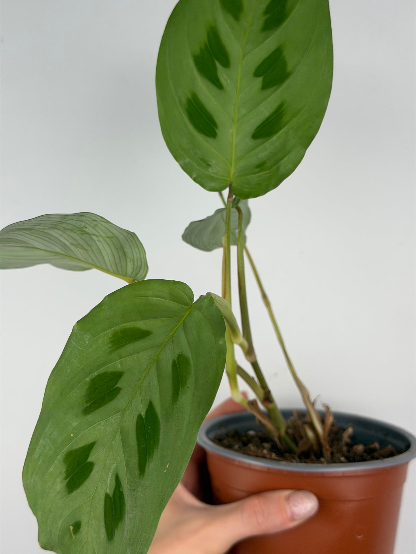 Maranta Kerchoveana | Mara Tropical Corner