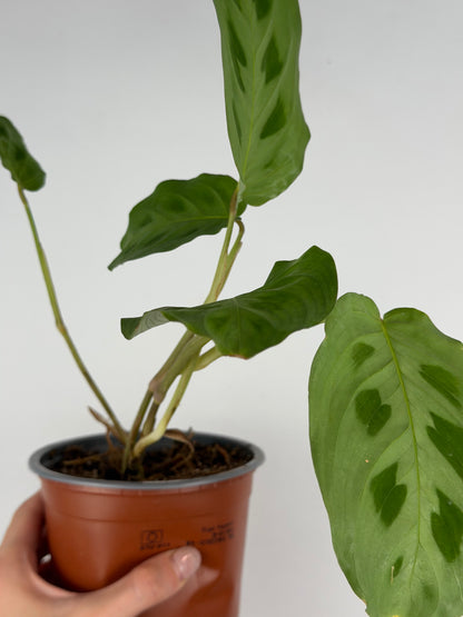 Maranta Kerchoveana | Mara Tropical Corner
