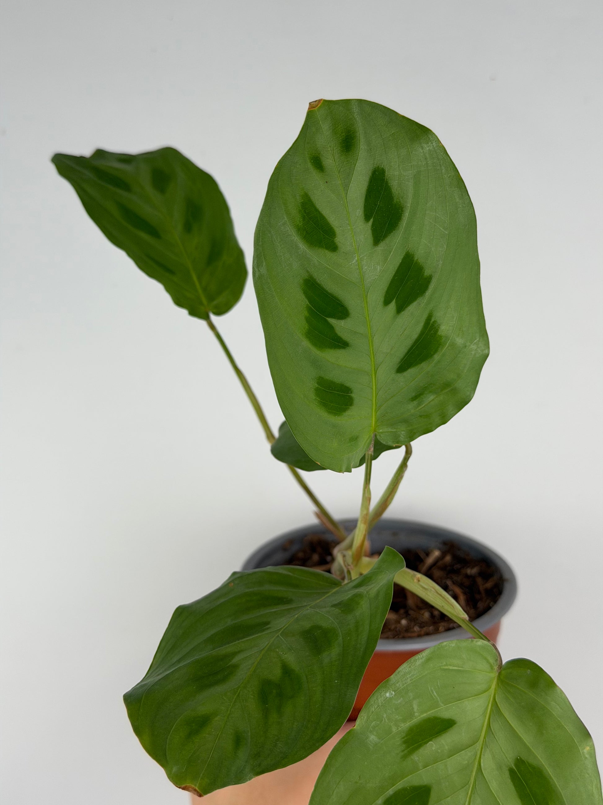 Maranta Kerchoveana | Mara Tropical Corner