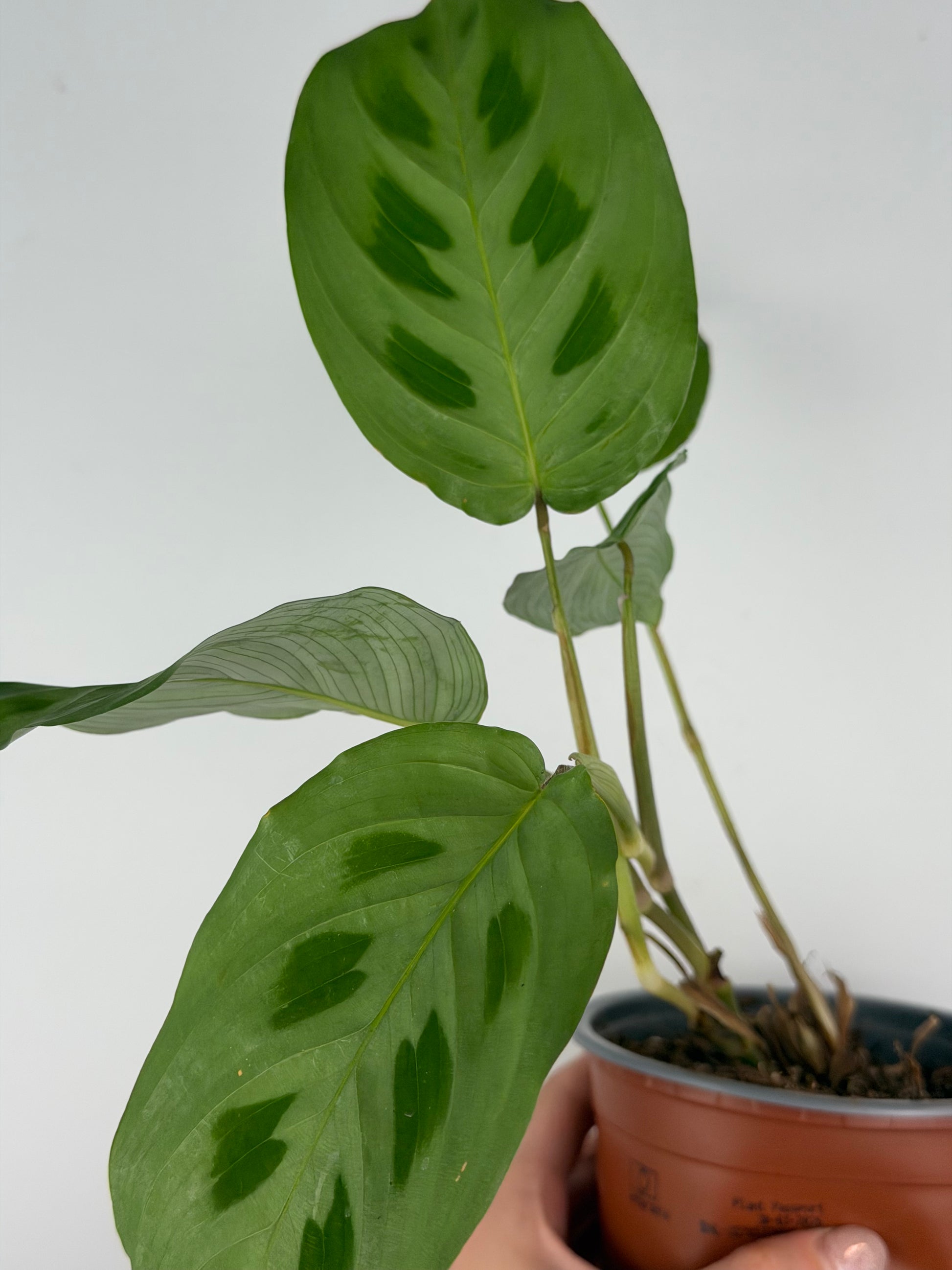 Maranta Kerchoveana | Mara Tropical Corner