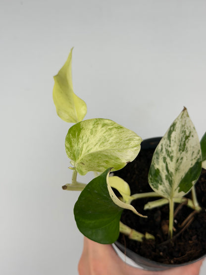 Epipremnum pinnatum Snow leopard | Leopoldo Tropical Corner