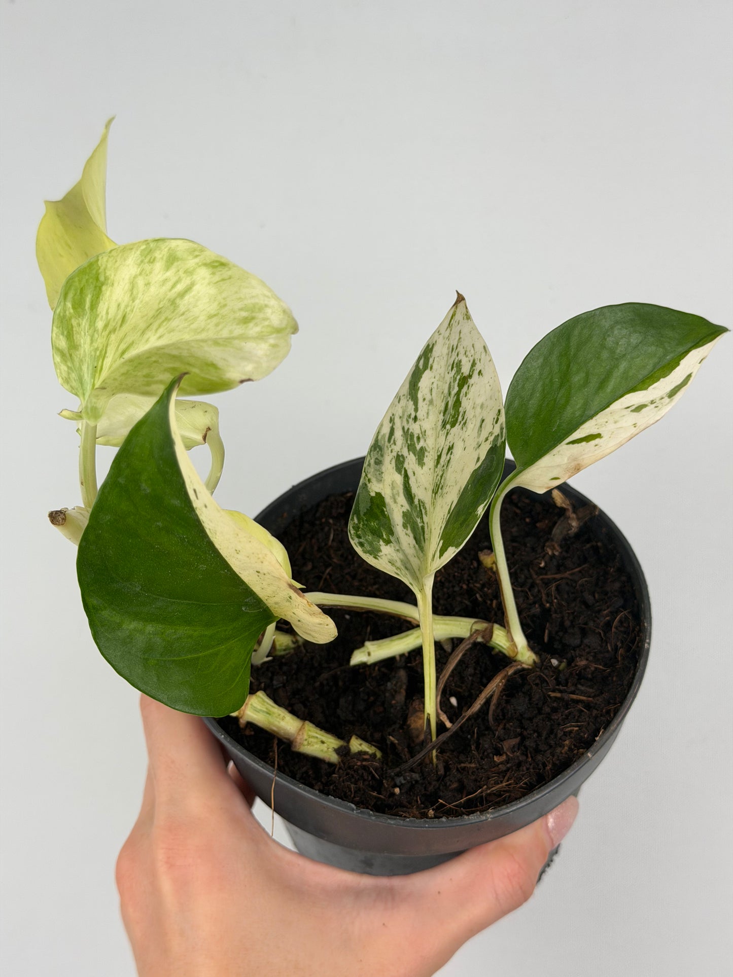 Epipremnum pinnatum Snow leopard | Leopoldo Tropical Corner
