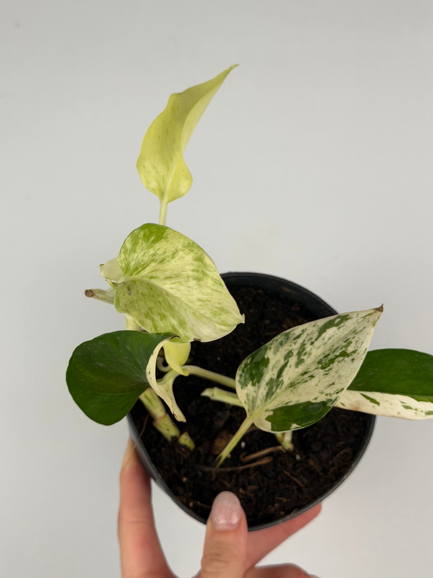 Epipremnum pinnatum Snow leopard | Leopoldo Tropical Corner