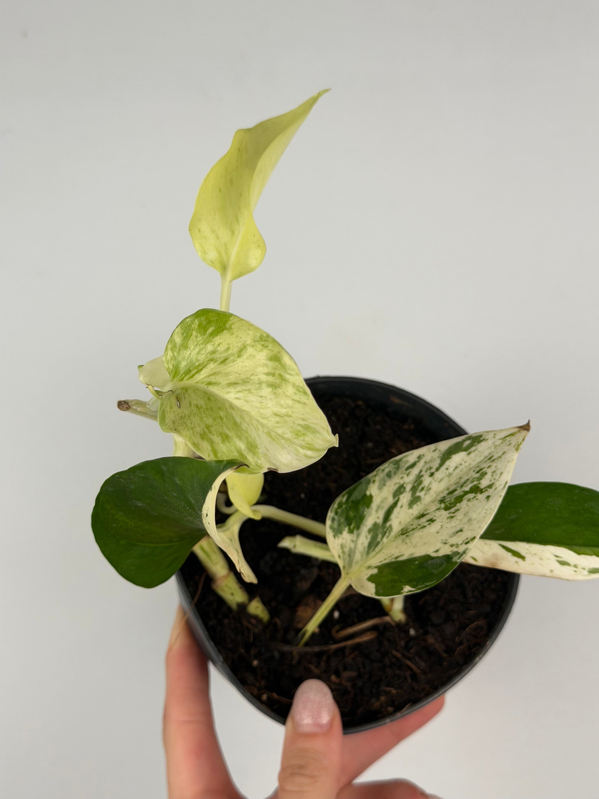 Epipremnum pinnatum Snow leopard | Leopoldo Tropical Corner
