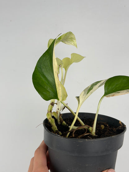 Epipremnum pinnatum Snow leopard | Leopoldo Tropical Corner