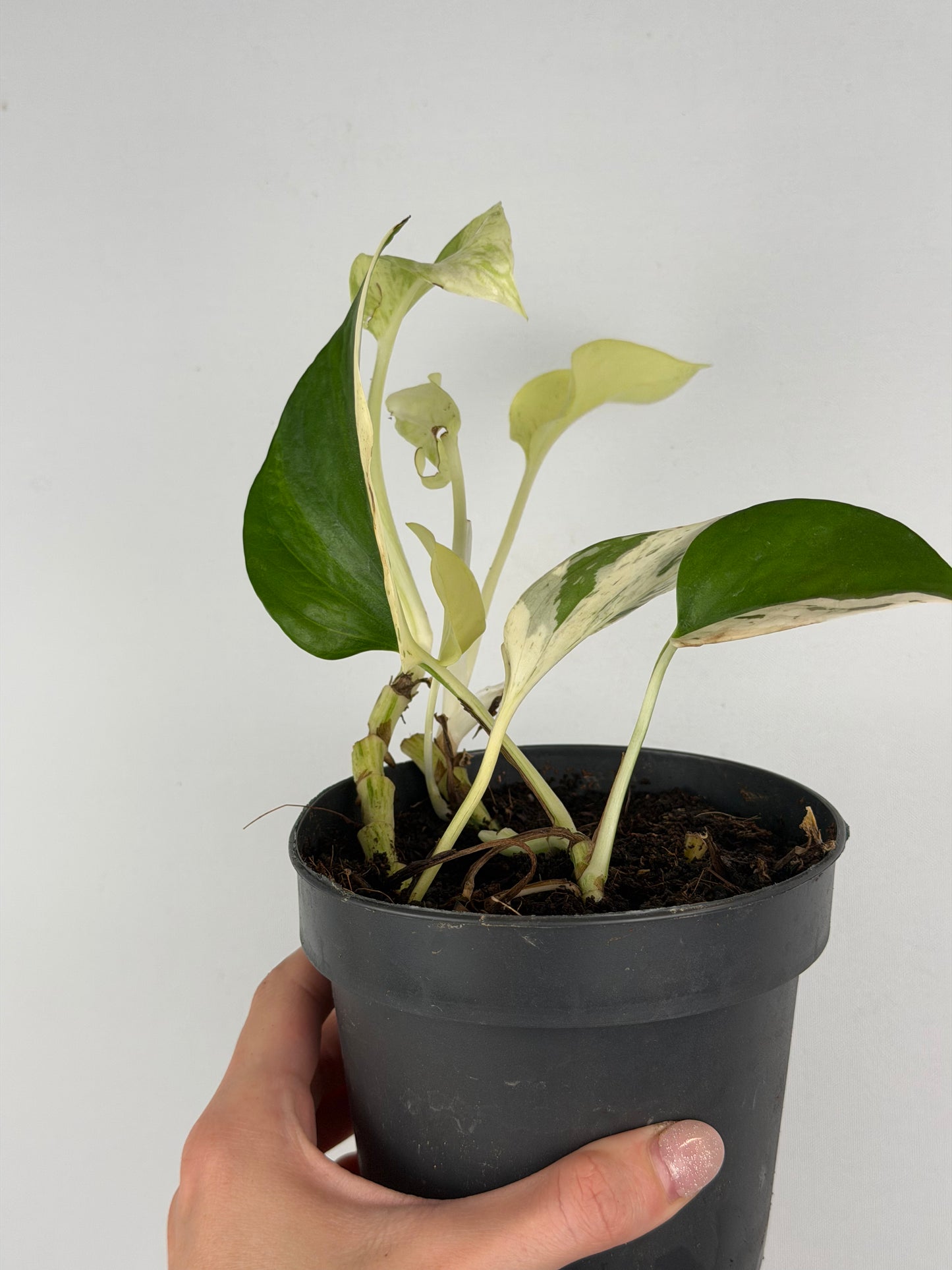 Epipremnum pinnatum Snow leopard | Leopoldo Tropical Corner