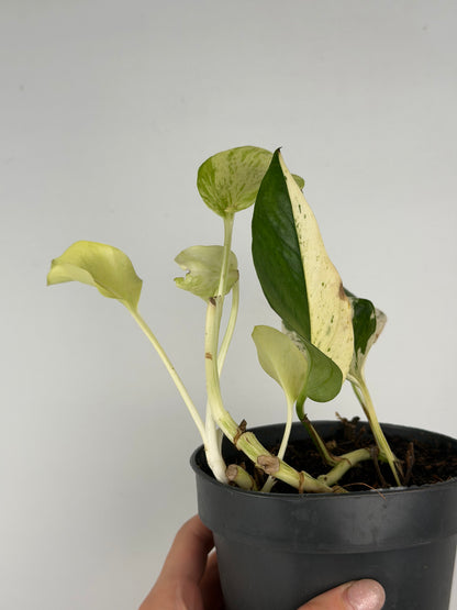 Epipremnum pinnatum Snow leopard | Leopoldo Tropical Corner
