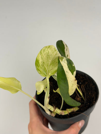 Epipremnum pinnatum Snow leopard | Leopoldo Tropical Corner