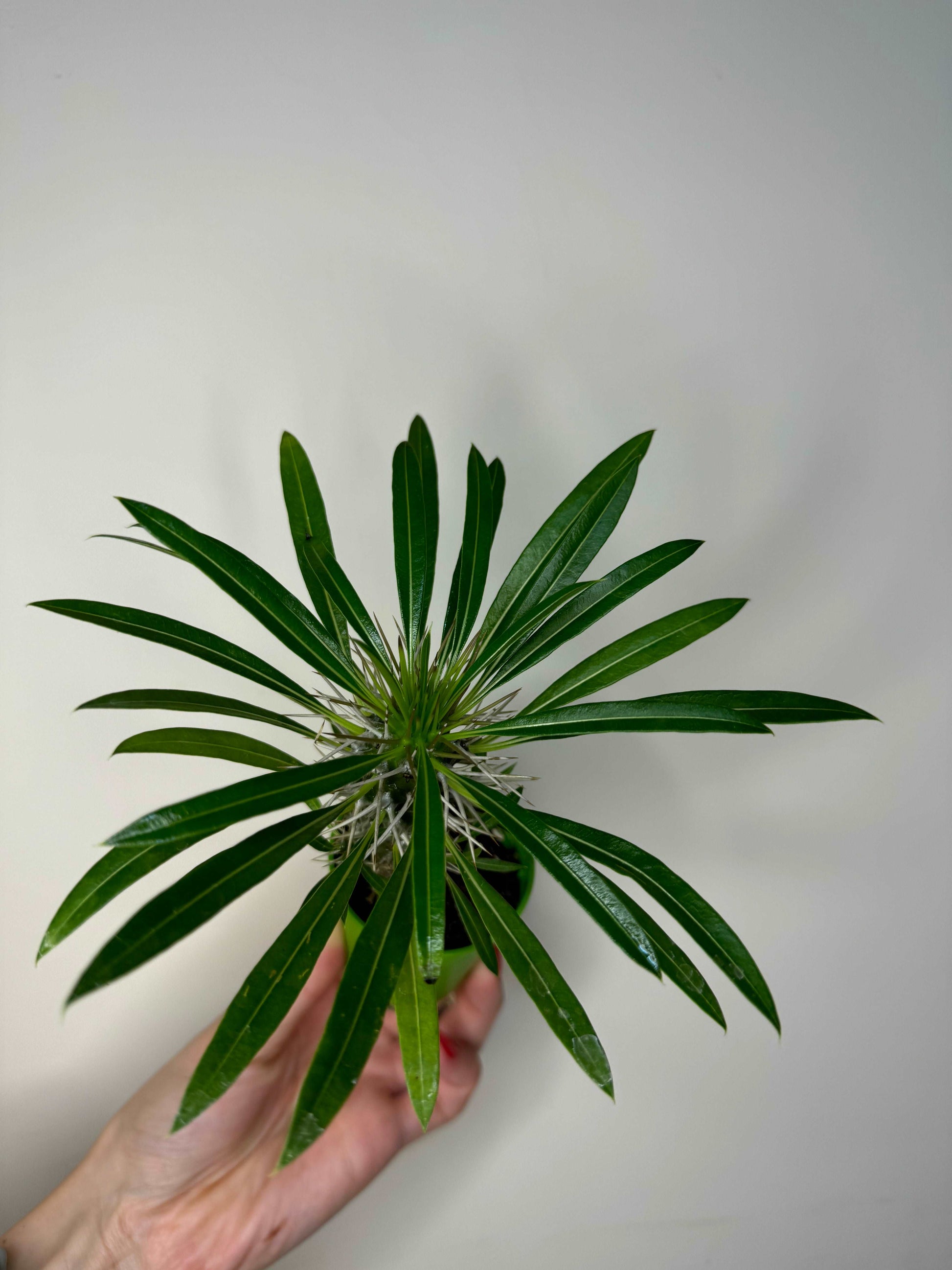 Pachypodium