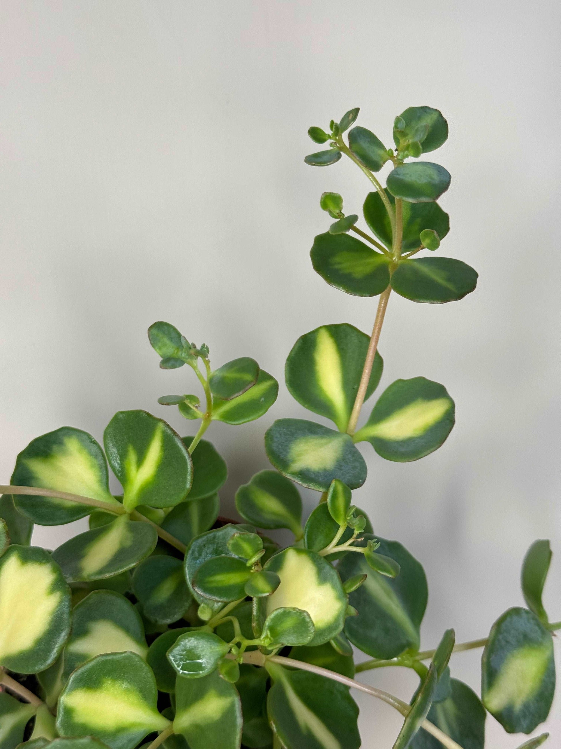 Sedum Sieboldii variegato “Erba Teresina”