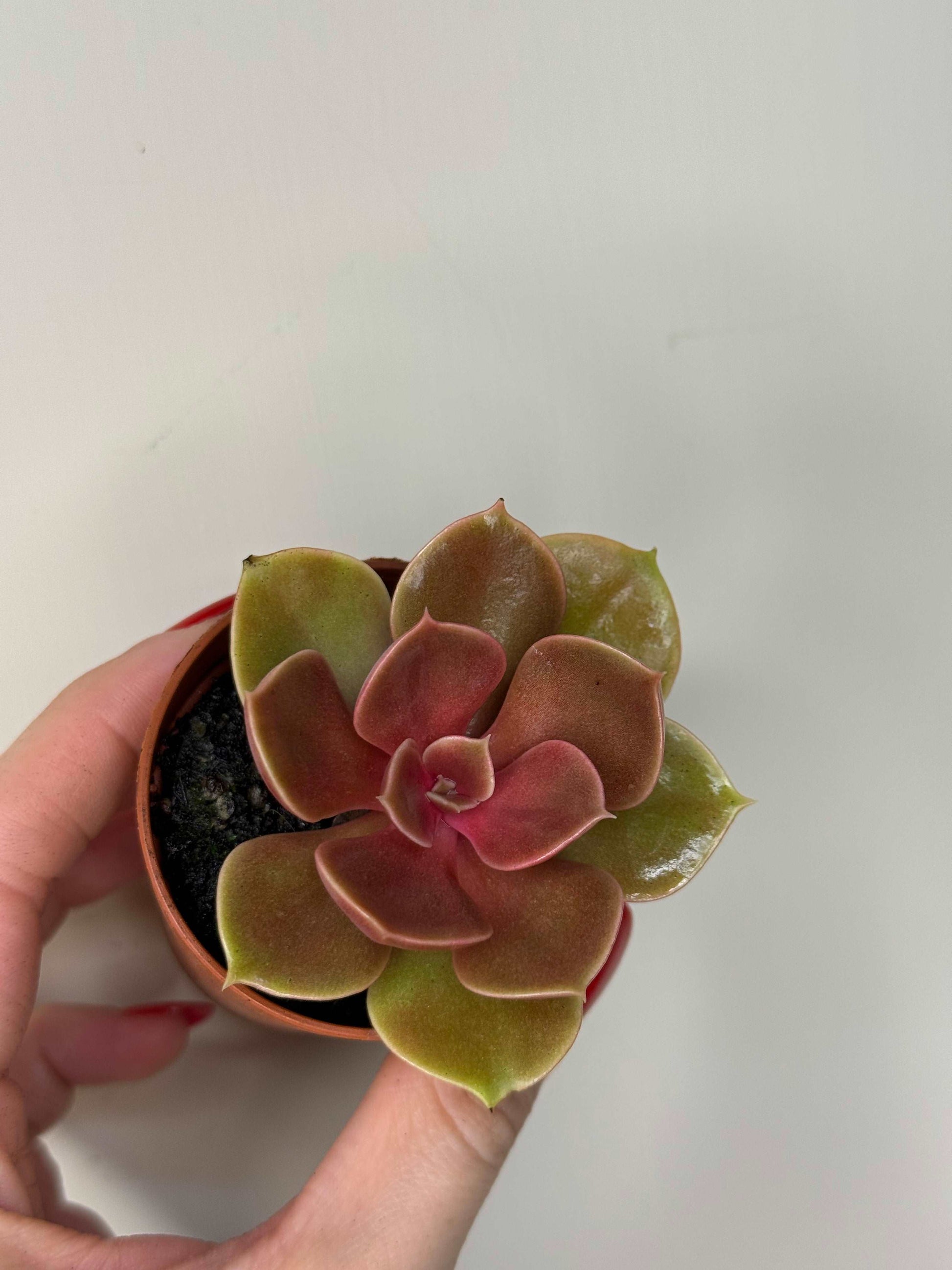 Echeveria “Magic Pearl”