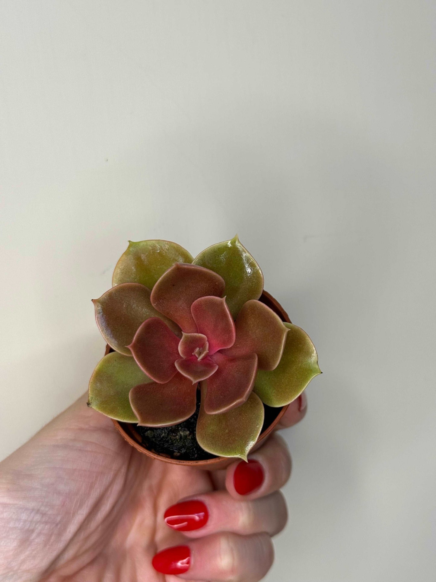 Echeveria “Magic Pearl”