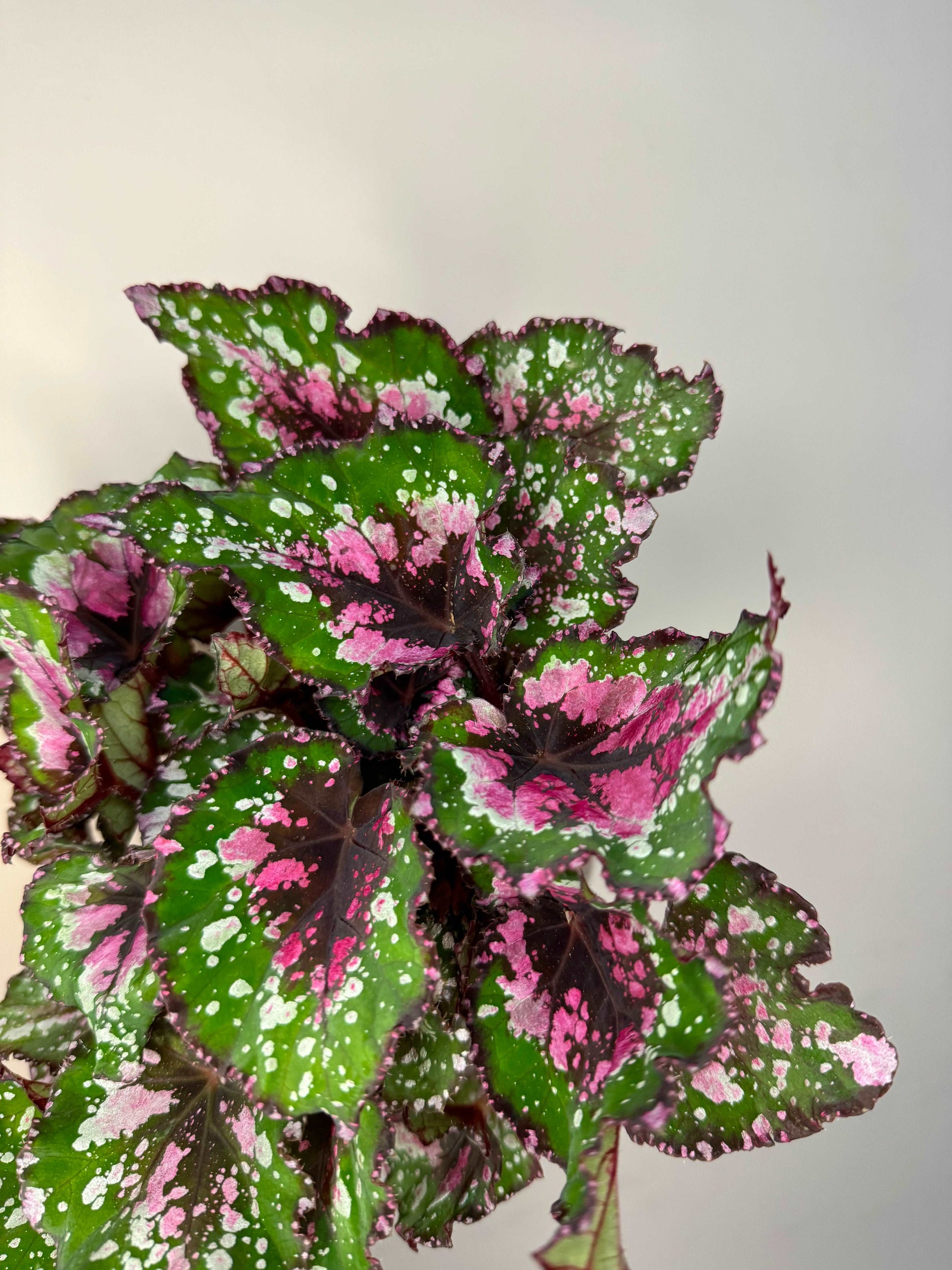 Begonia Rex “Purple Blush”