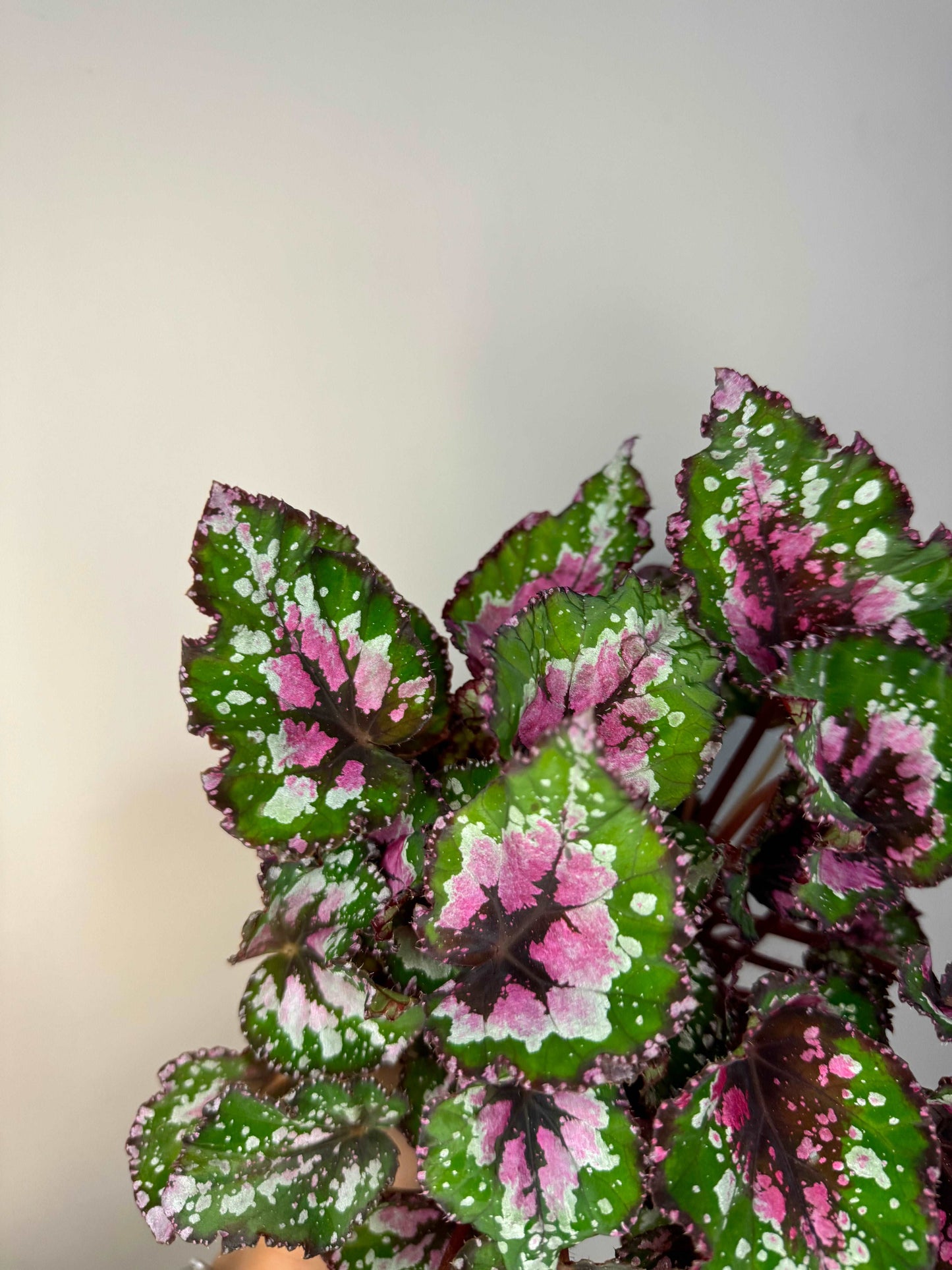 Begonia Rex “Purple Blush”