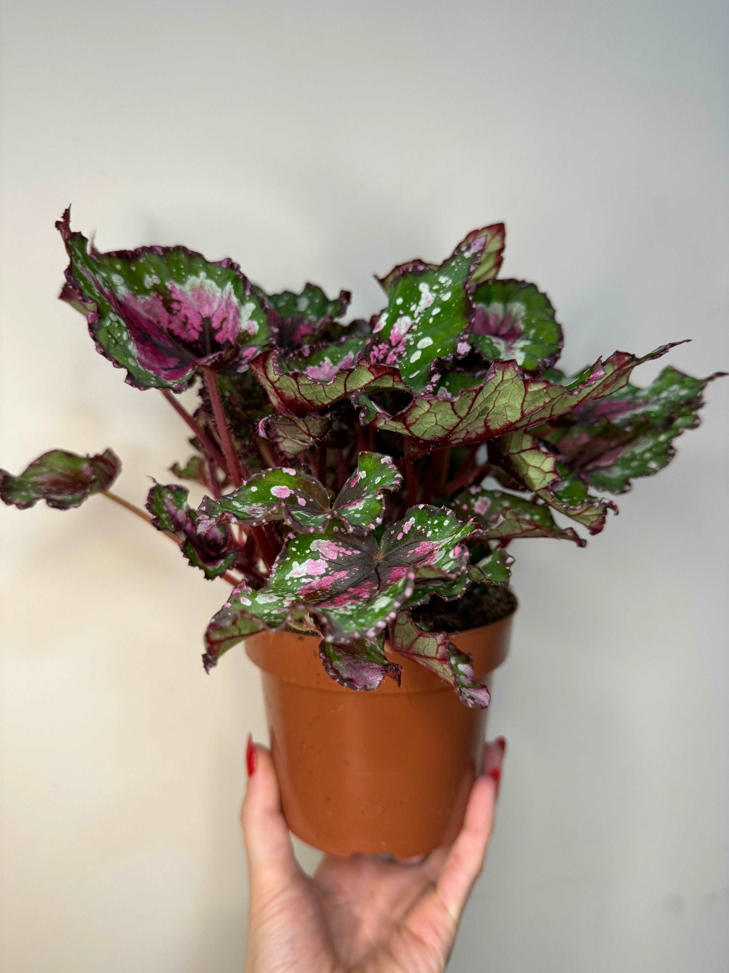 Begonia Rex “Purple Blush”