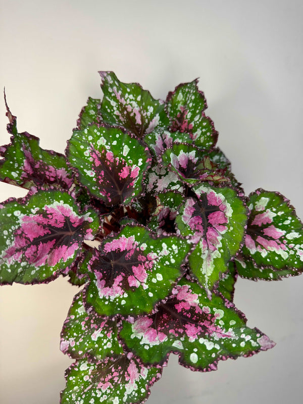 Begonia Rex Purple Blush