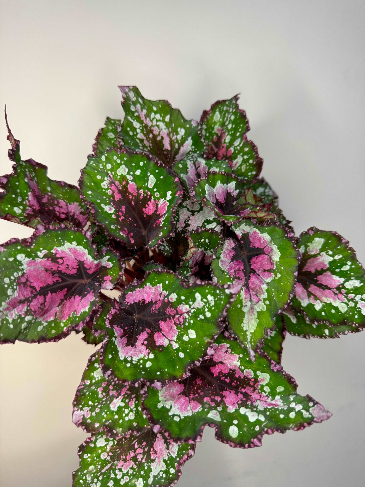 Begonia Rex “Purple Blush”