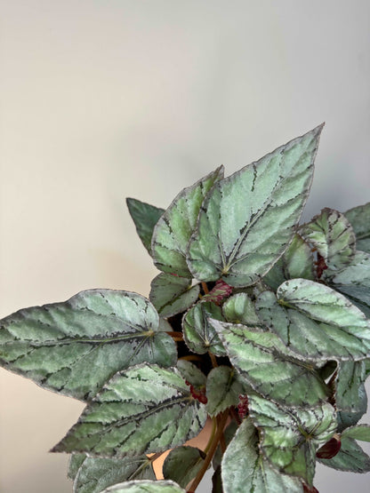 Begonia Rex “Arctic Breeze”