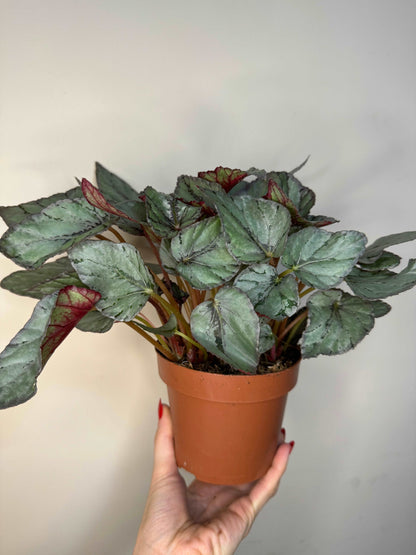 Begonia Rex “Arctic Breeze”