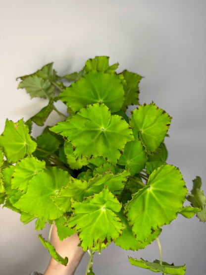 Begonia Rex “Lima Love”