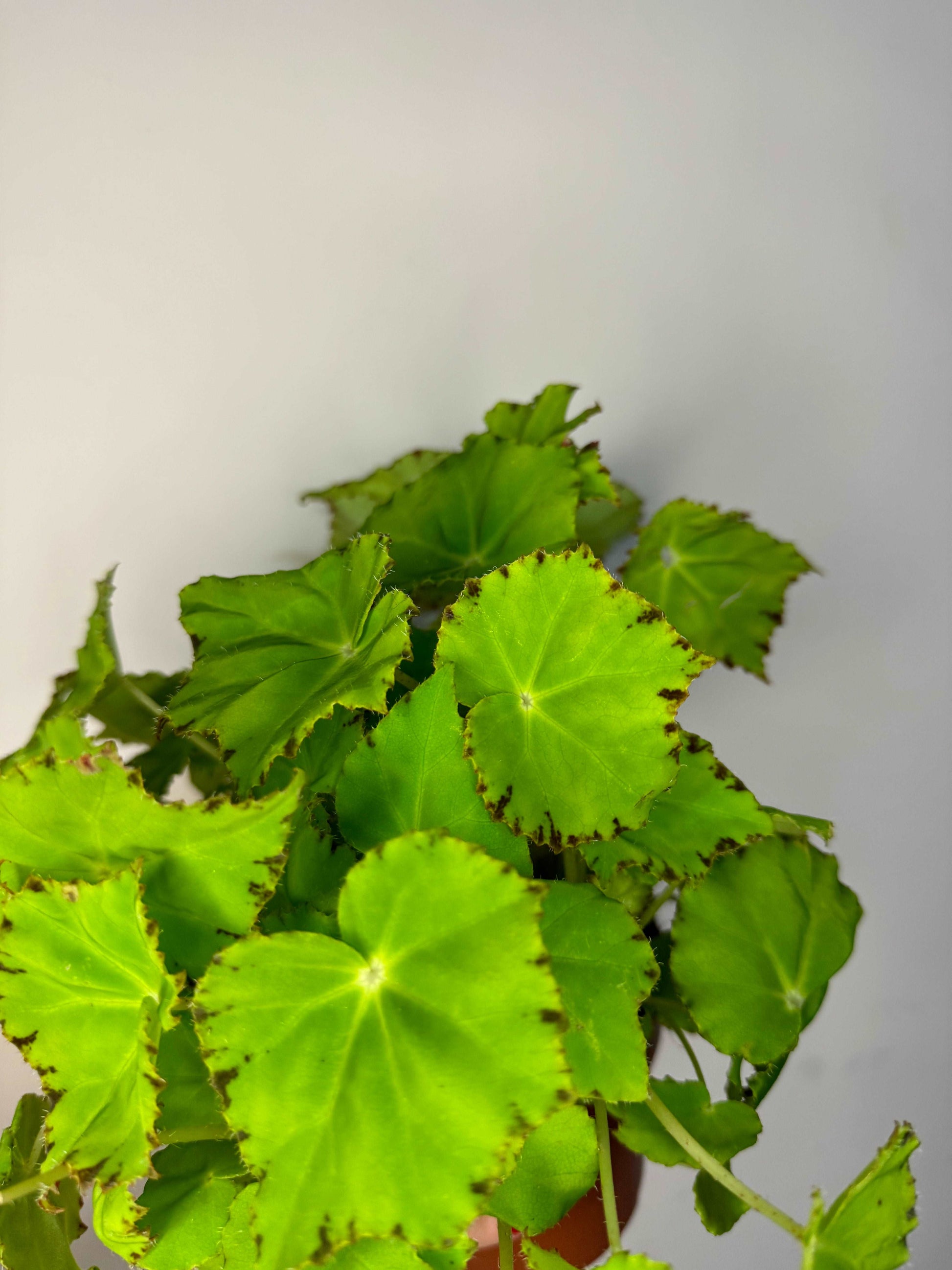 Begonia Rex “Lima Love”