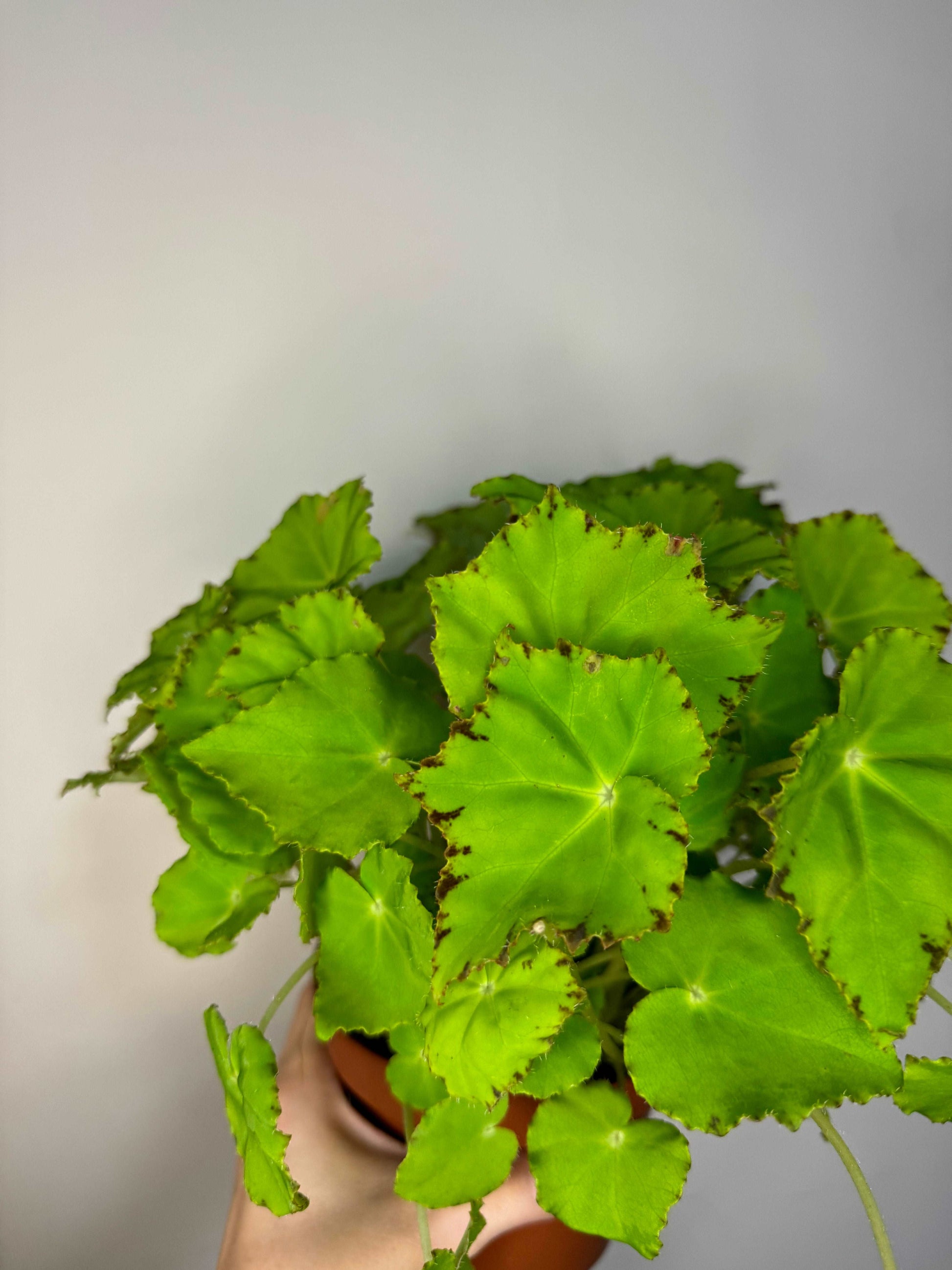 Begonia Rex “Lima Love”