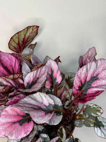 Begonia Rex “Indian Summer”