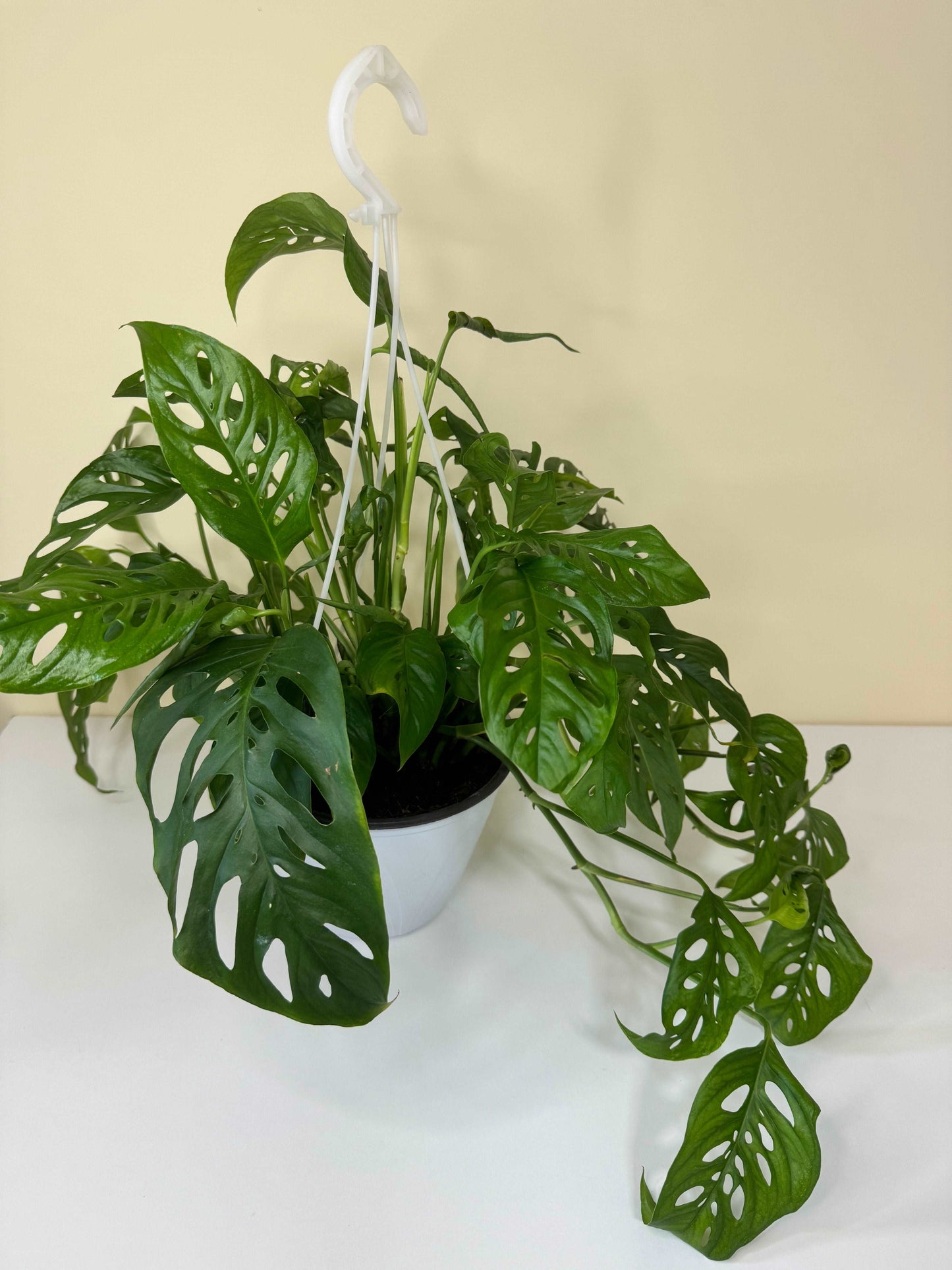 Monstera Laniata