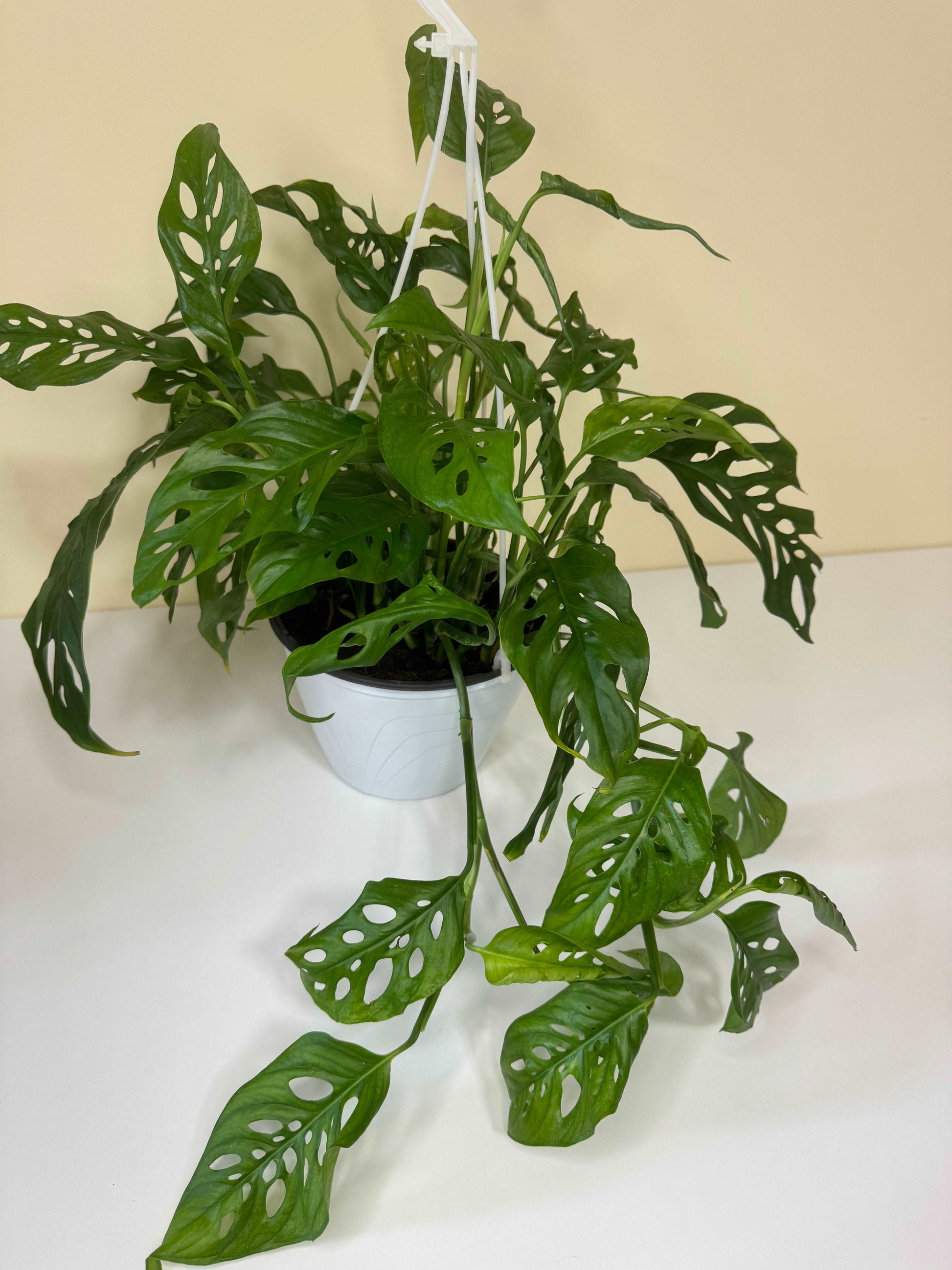 Monstera Laniata