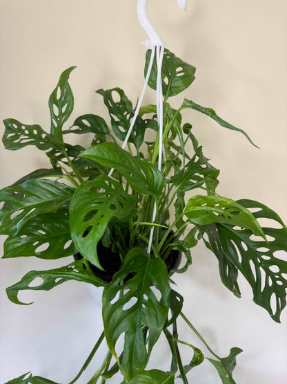 Monstera Laniata