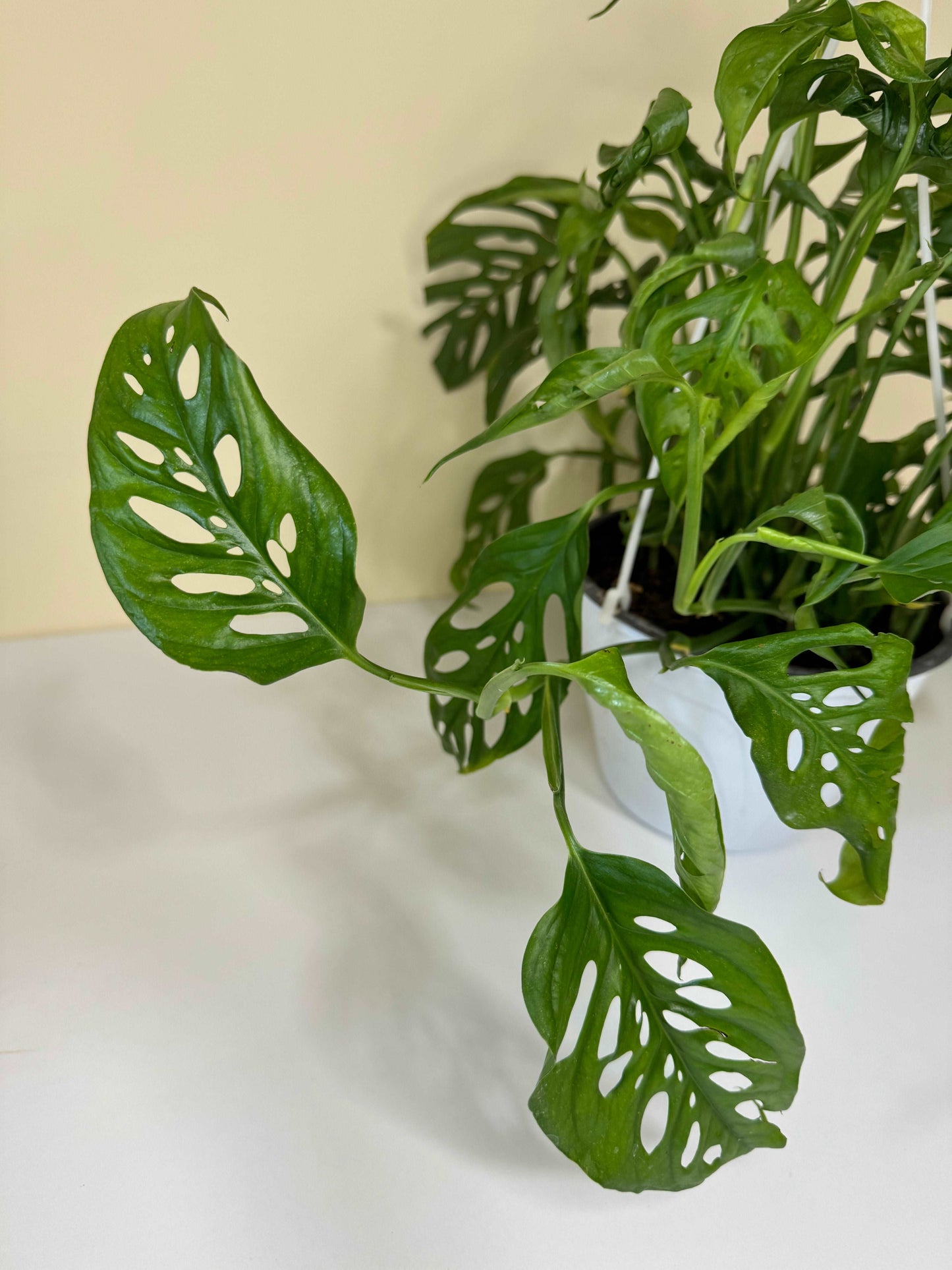 Monstera Laniata