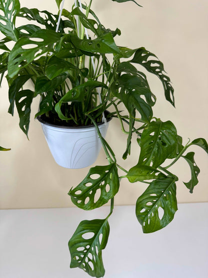 Monstera Laniata