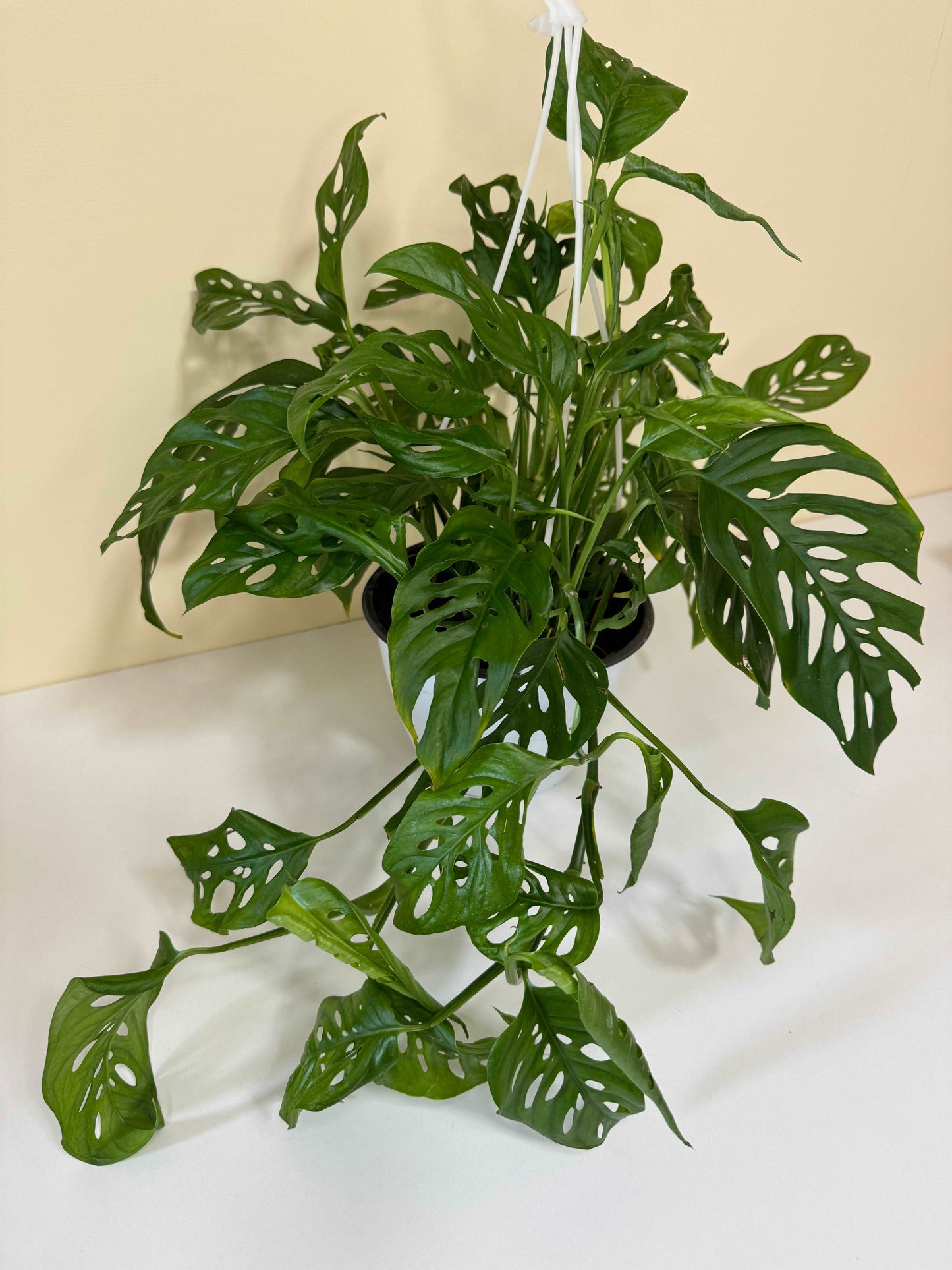 Monstera Laniata