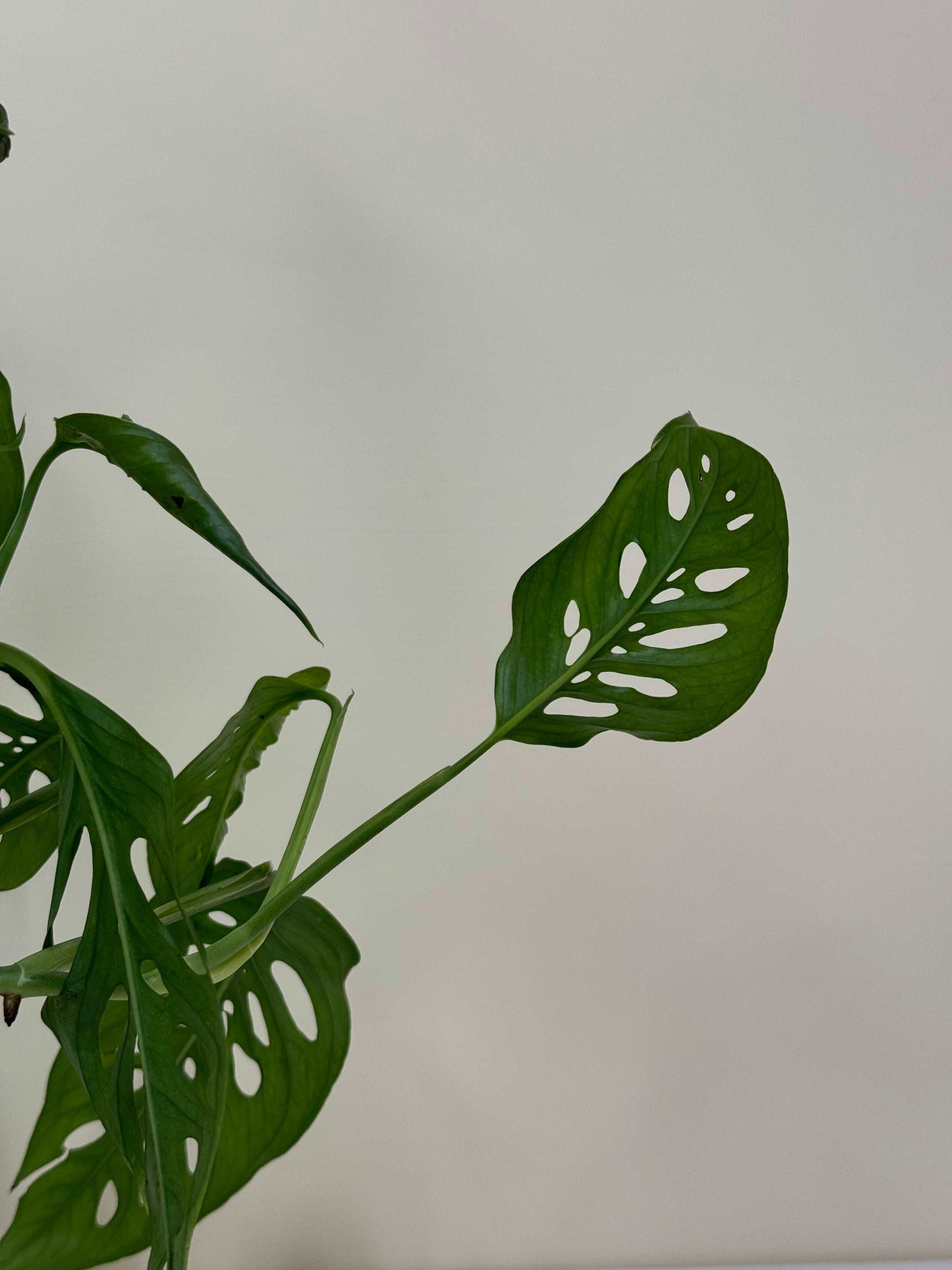 Monstera Laniata