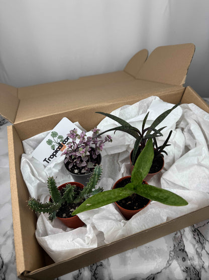 Tropical box | Succulents