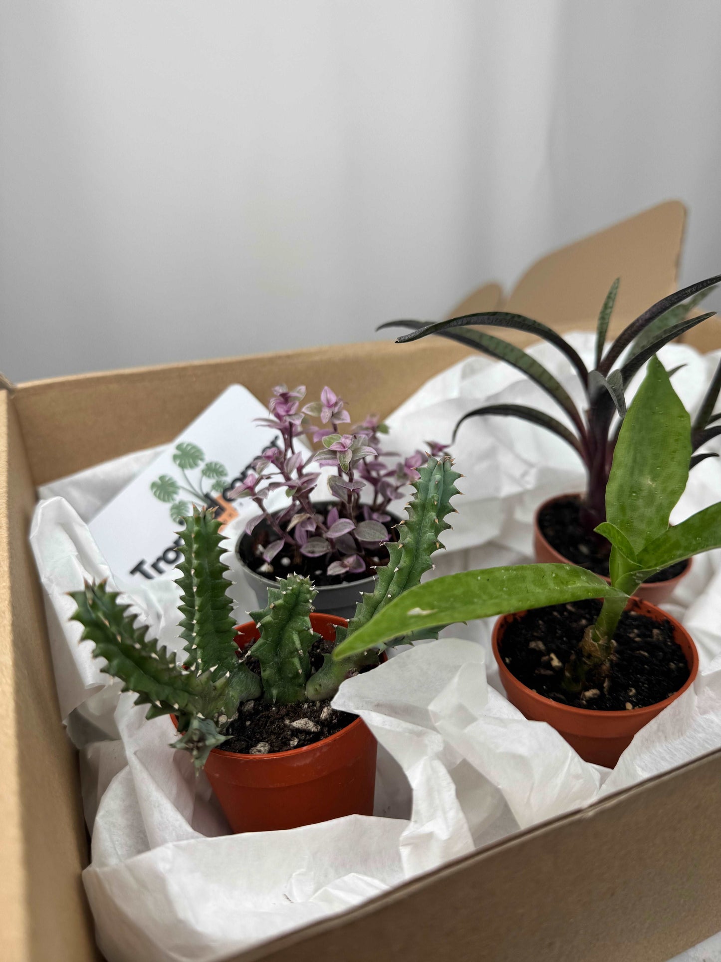 Tropical box | Succulents