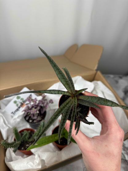 Tropical box | Succulents