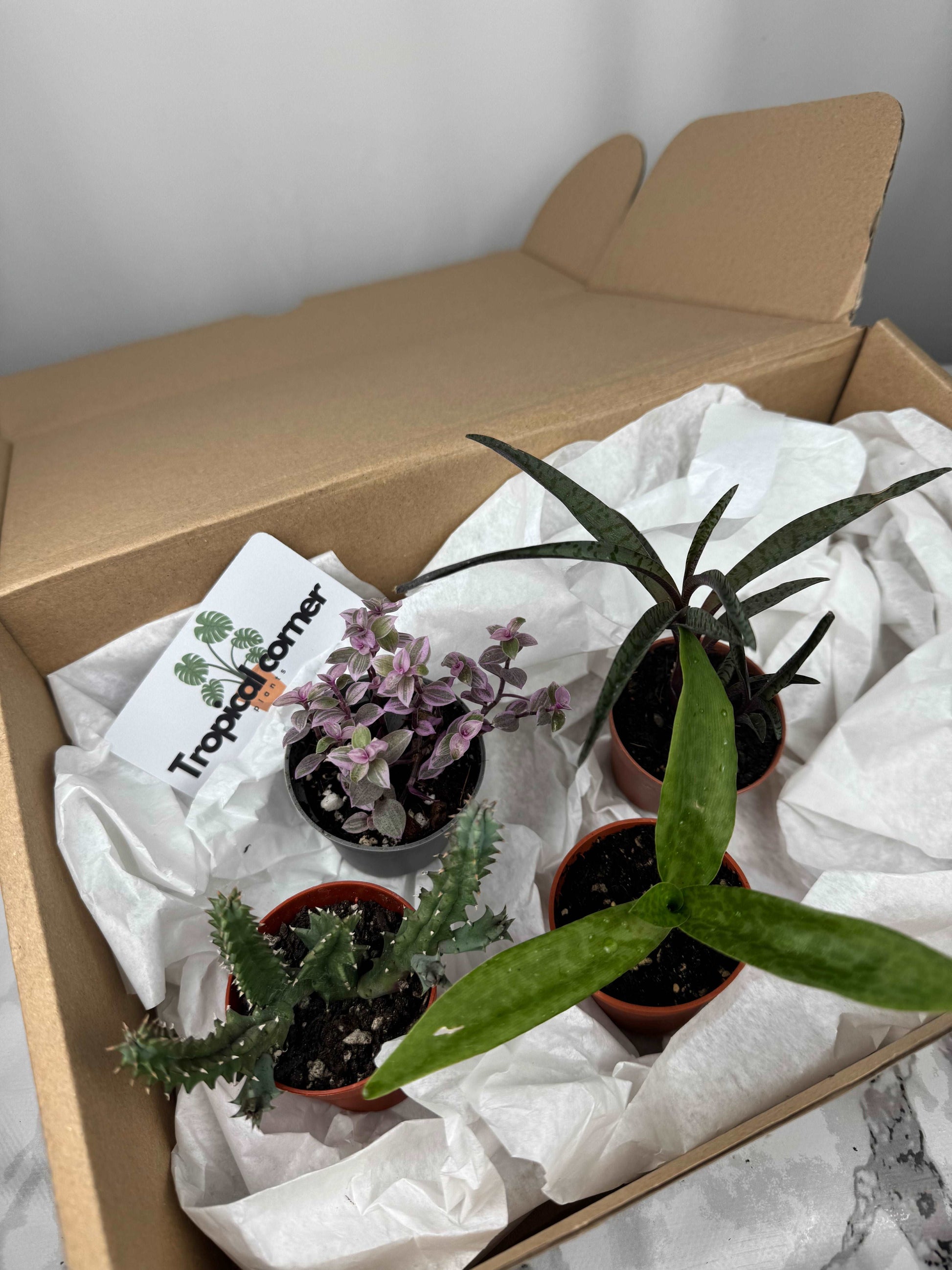 Tropical box | Succulents