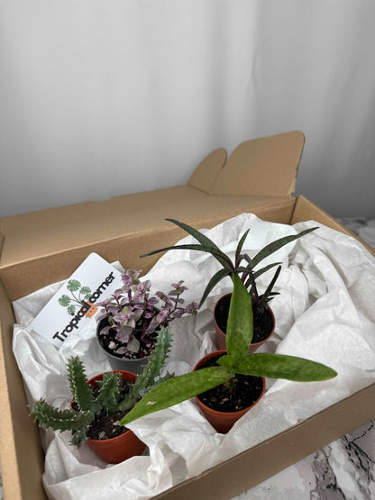 Tropical box | Succulents