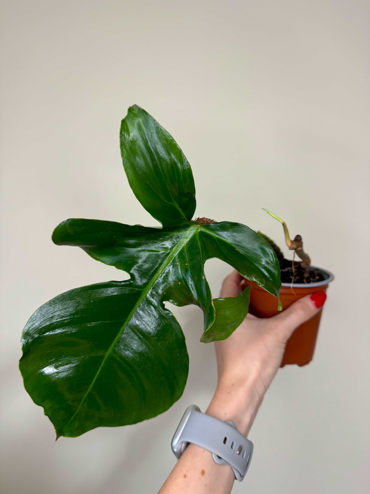 Philodendron Squamiferum