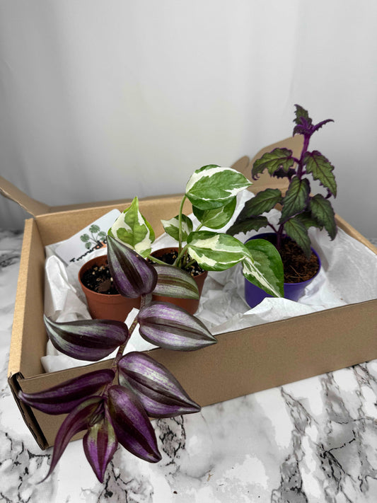 Tropical Box | Purple passion