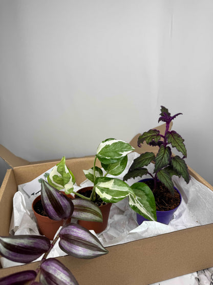 Tropical Box | Purple passion