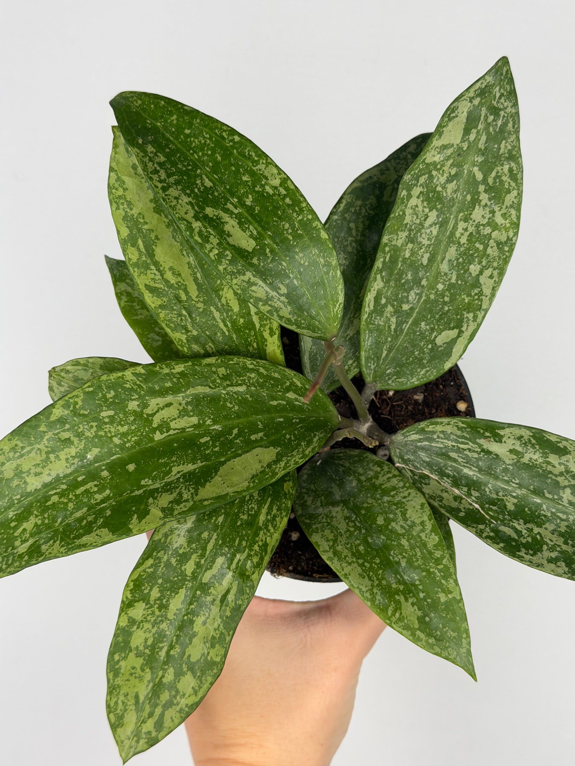 Hoya Rangsan Hoya Tropical Corner