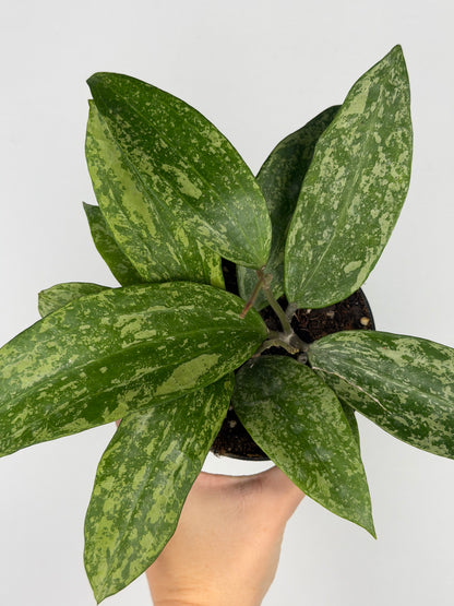 Hoya Rangsan Hoya Tropical Corner