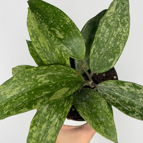 Hoya Rangsan